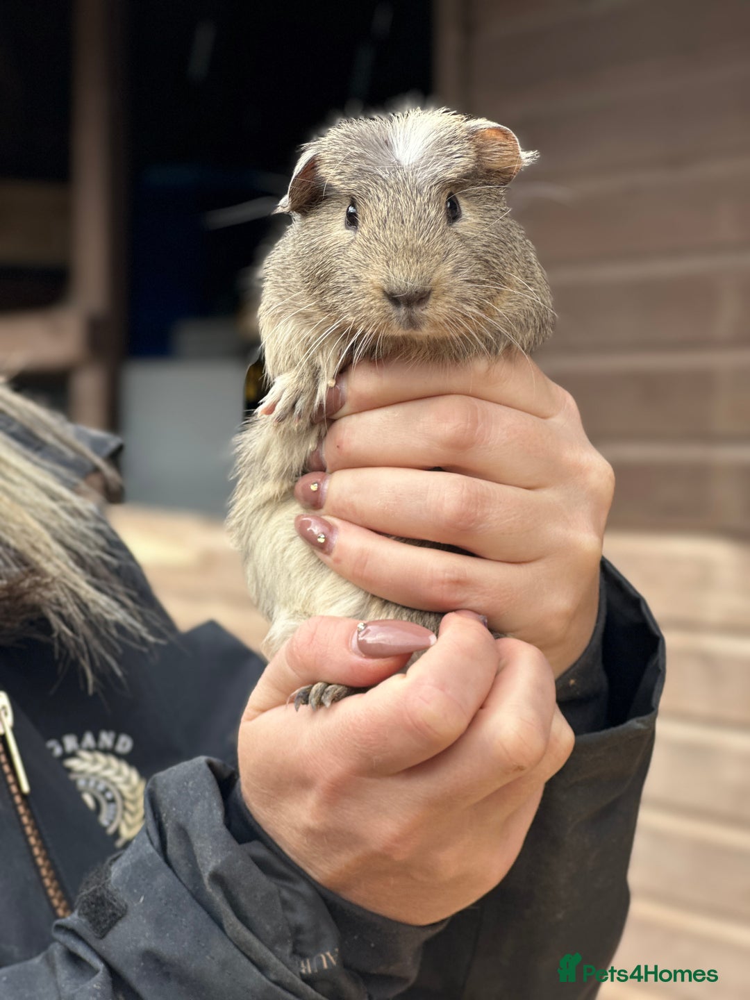 Guinea Pig rodents for sale: Extra Special Guinea Pig Babies  - Image 3