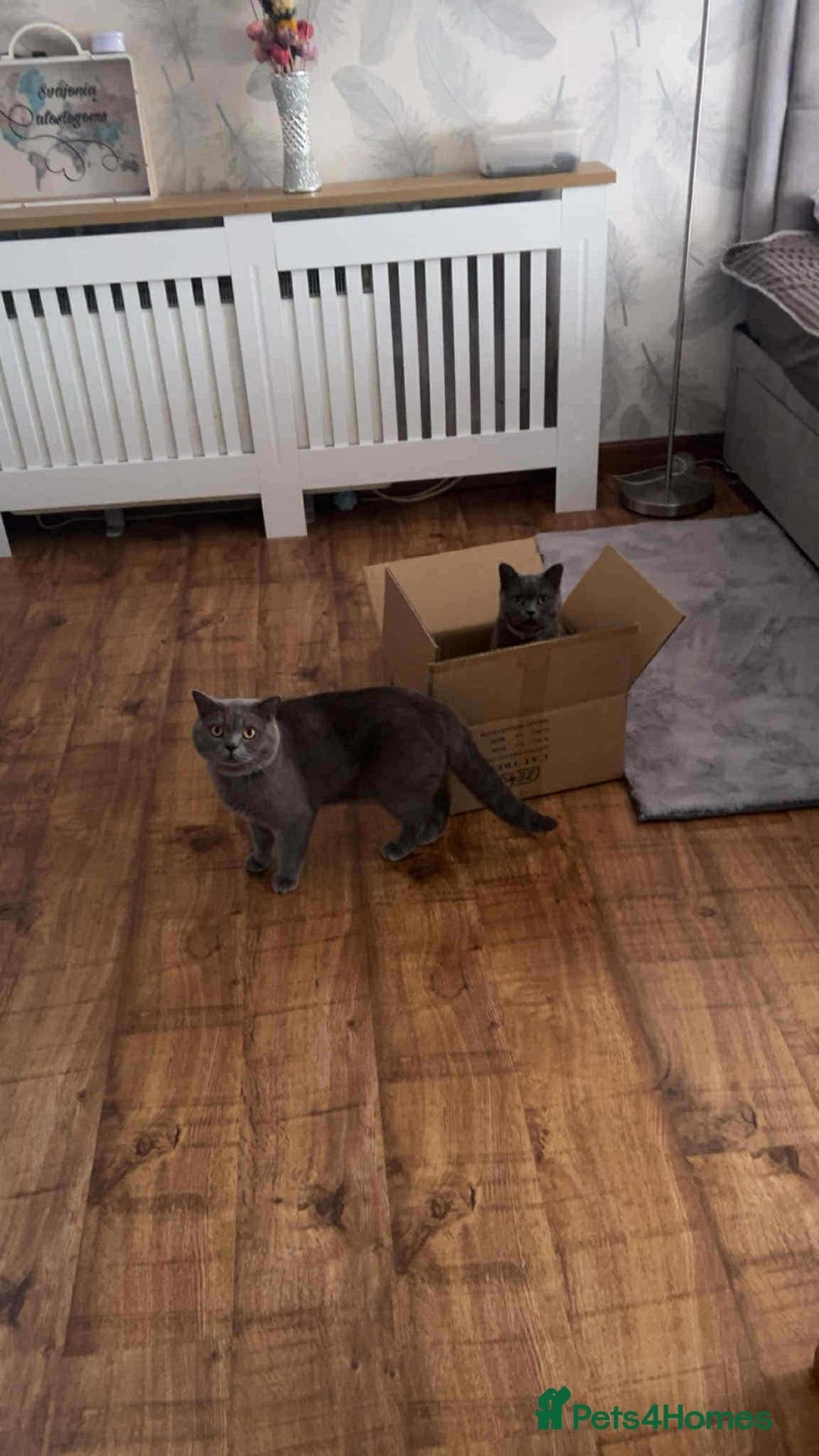 Scottish Fold cats for sale: A liitle girl is looking a new home - Image 5