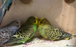 Budgerigars birds for sale: Budgies for sale, all in good health - Image 10