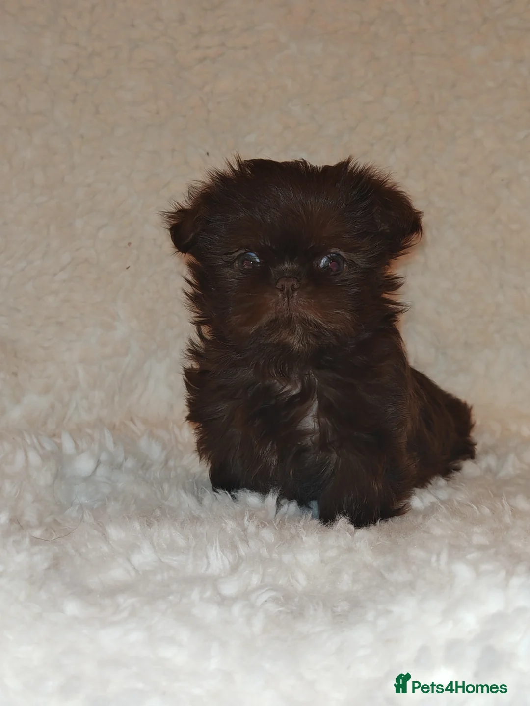 Shih Tzu dogs for sale: Shih Tzu cross Affenpinscher - Advert 2
