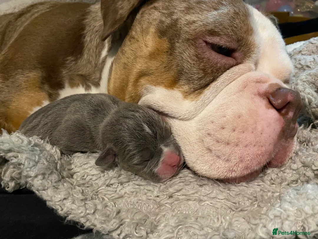 American Bully dogs for sale: American Pocket bully’s puppies  - Advert 37