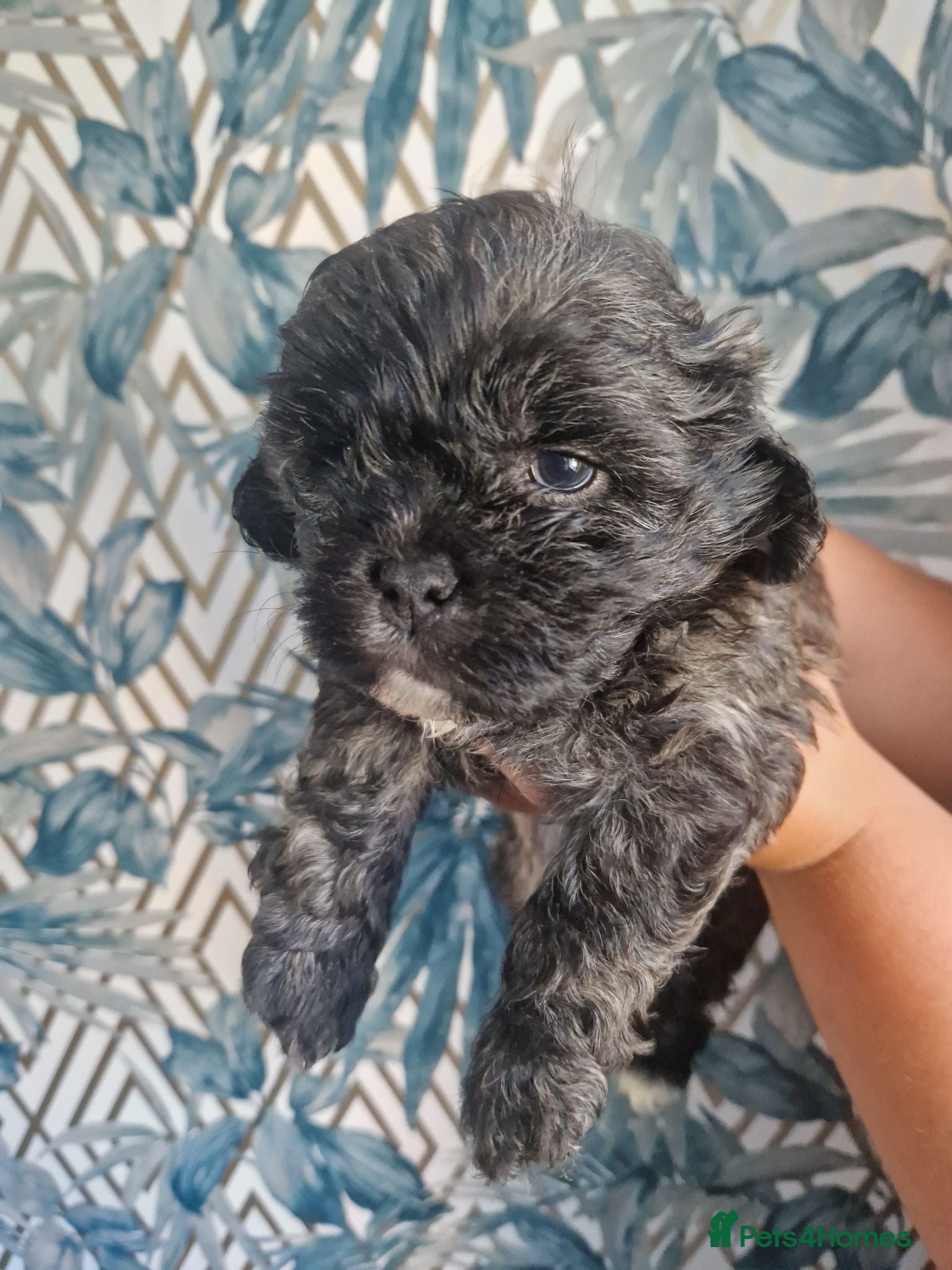 Shihpoo dogs Beautiful shih poo puppies for sale - Advert 15
