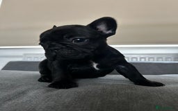 French Bulldog dogs for sale: FrenchAngels 👼🏼🐾 - Image 9