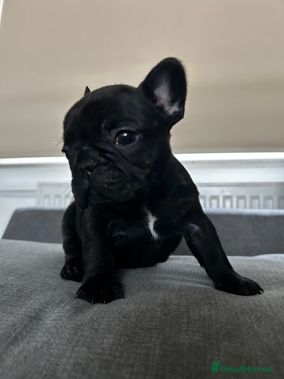 French Bulldog dogs for sale: FrenchAngels 👼🏼🐾 - Image 9