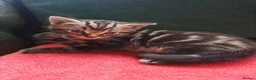 Bengal cats for sale: 5 beautiful Bengals.  - Advert 11