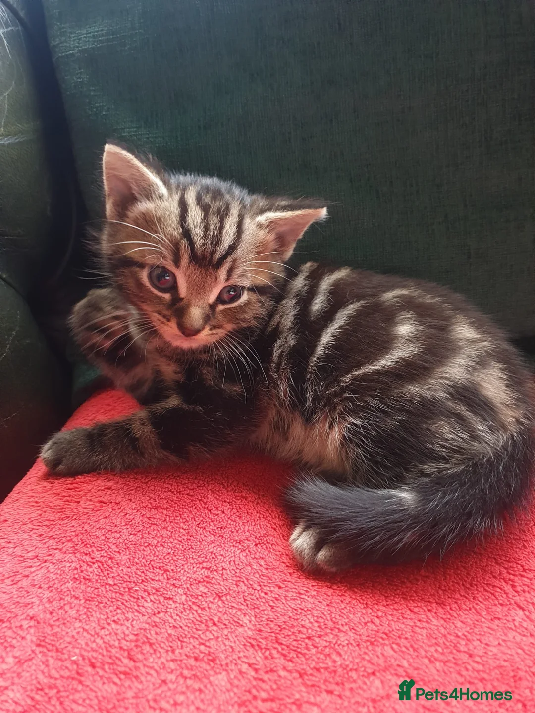 Bengal cats for sale: 5 beautiful Bengals.  - Advert 11