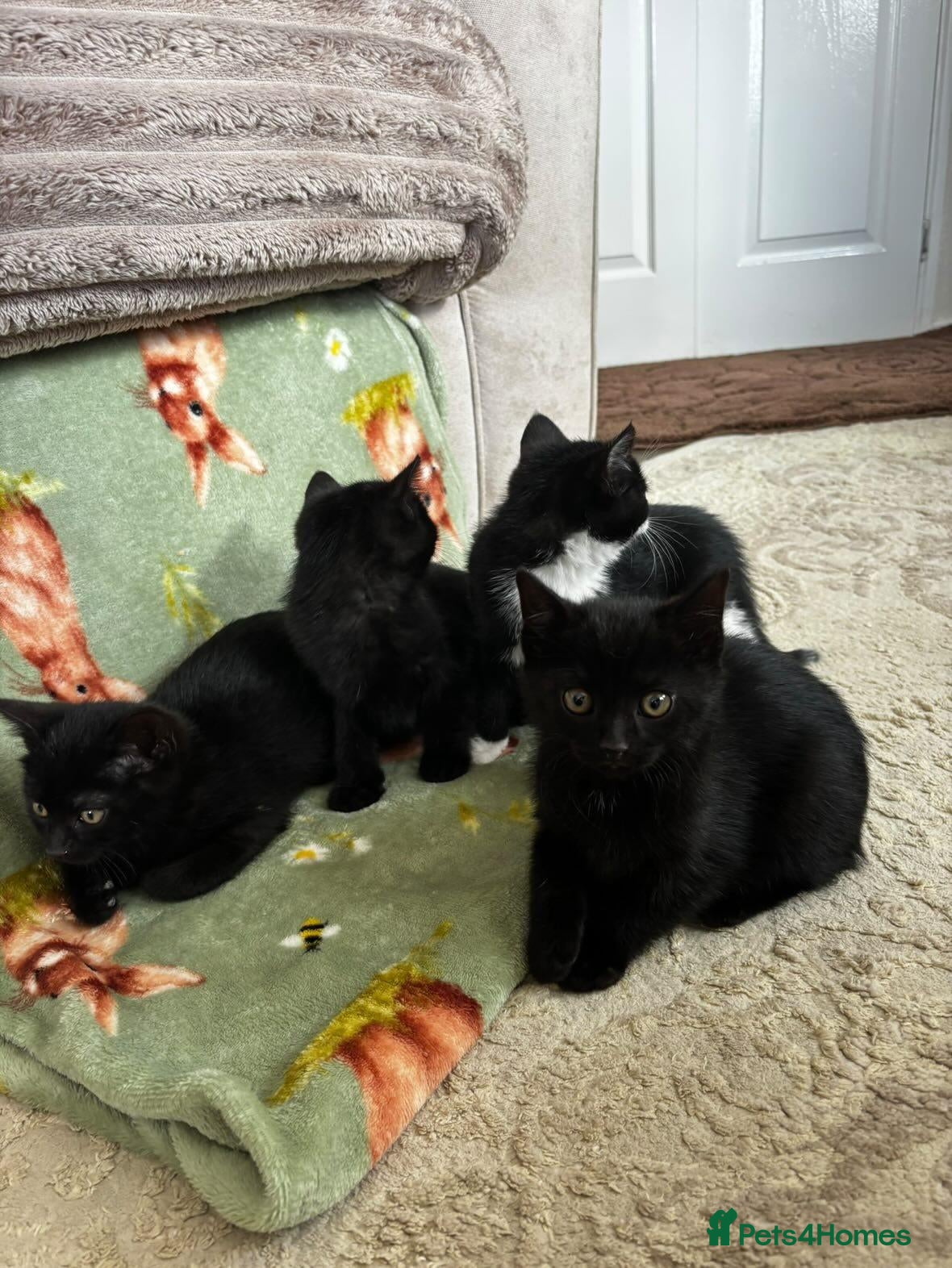 Domestic Shorthair cats Black and white kittens ready to leave  - Advert 5