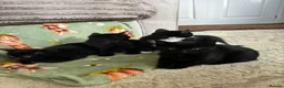 Domestic Shorthair cats for sale: Black and white kittens ready to leave  in Eye - Advert 1