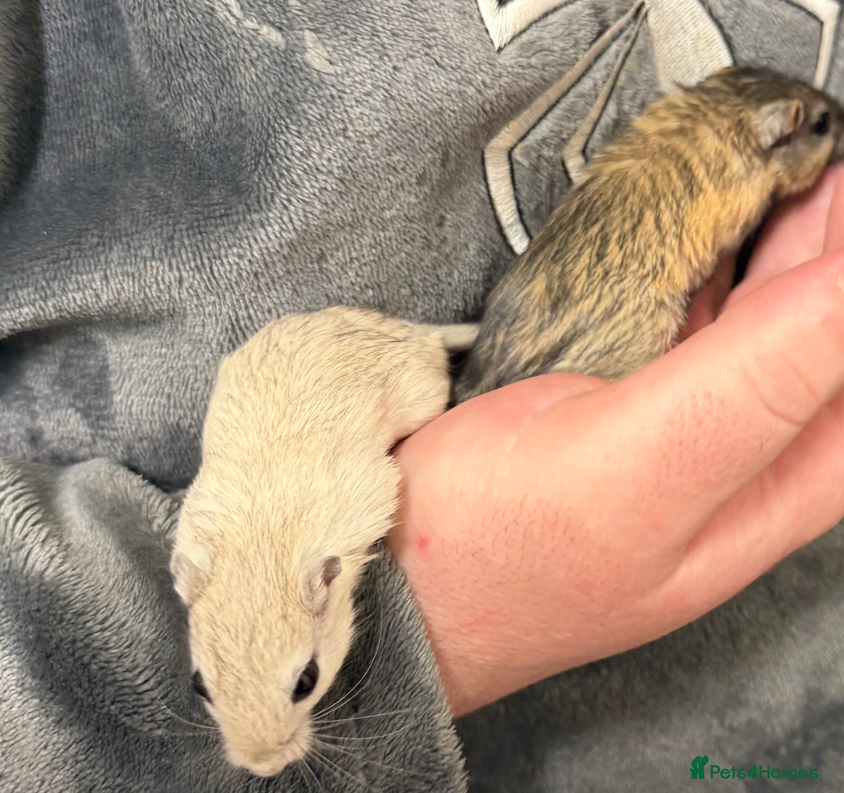 Gerbil rodents 2 bonded brothers hand tamed - Advert 1