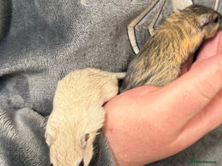 Gerbil rodents 2 bonded brothers hand tamed - Advert 3