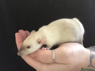 Rat rodents Baby dumbo rats - Advert 4