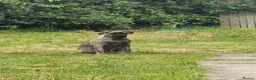 Presa Canario dogs for sale: Presa canario in Tamworth - Advert 6