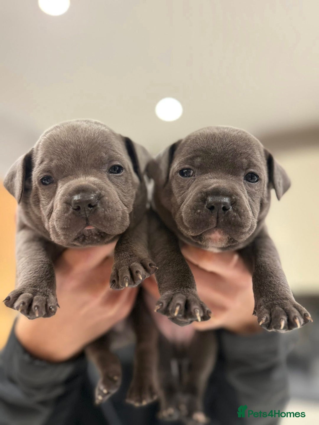 Staffordshire Bull Terrier dogs for sale: KC blue staffordshire bull terrier - Advert 2
