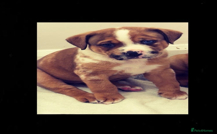 Mixed Breed dogs - Advert 16