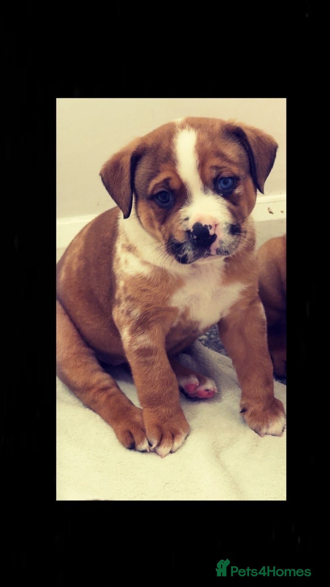 Mixed Breed dogs for sale: 4 beautiful puppies available  - Image 1