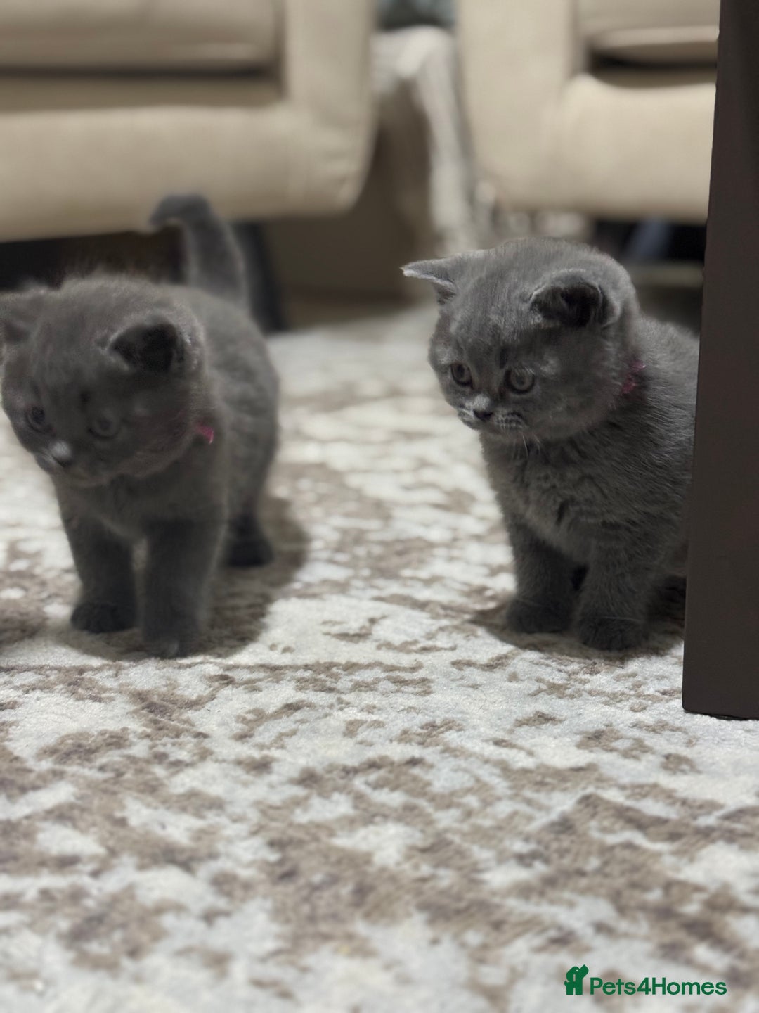 British Shorthair cats for sale: CHUNKY CHAMPION LINE BRITISH BLUE SHORTHAIR KITTEN - Advert 3