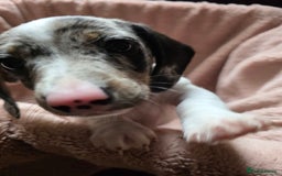 Dachshund dogs for sale: KC Registered Shorthaired dachshunds  - Image 10