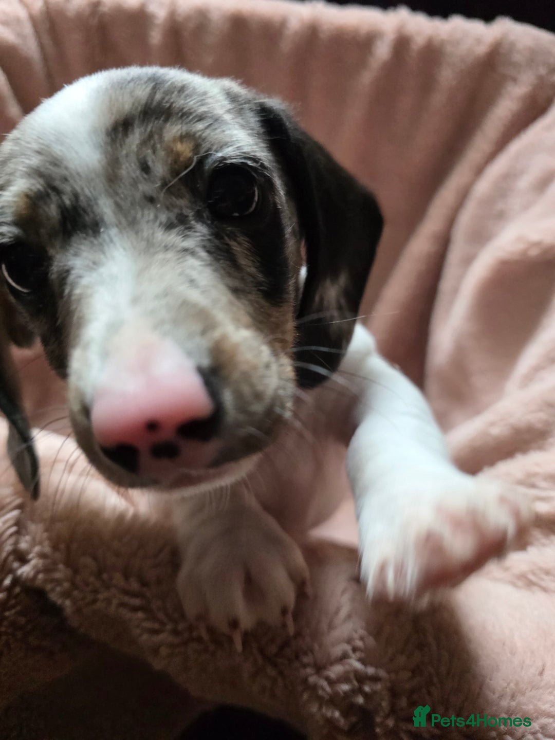 Dachshund dogs for sale: KC Registered Shorthaired dachshunds  - Image 10