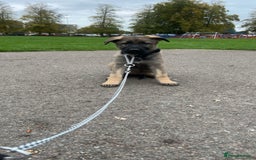 German Shepherd dogs for sale: Kc German Shepard Pup 8 weeks  - Image 1