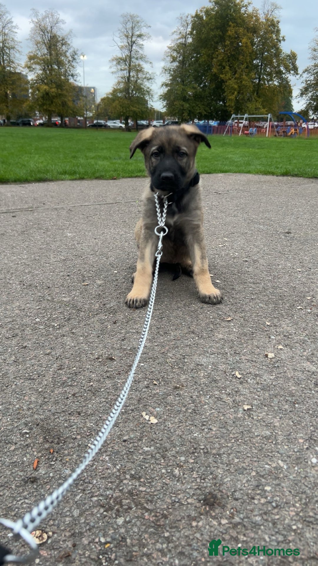 German Shepherd dogs for sale: Kc German Shepard Pup 8 weeks  - Image 1