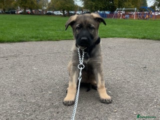 German Shepherd dogs - Advert 4