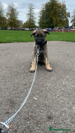 German Shepherd dogs - Advert 2