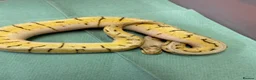 Python Snake reptiles for sale: Ball pythons  in Tredegar - Advert 7