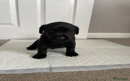 Labrador Retriever dogs for sale: Black Labrador Puppies - Advert 11