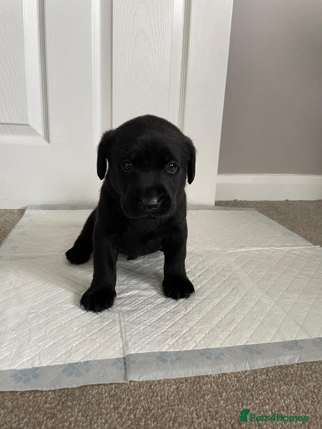 Labrador Retriever dogs for sale: Black Labrador Puppies - Advert 11