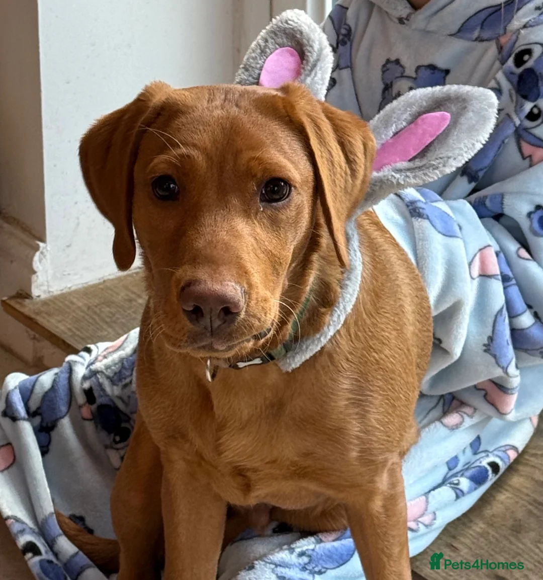 Labrador Retriever dogs for sale: Beautiful Fox Red Labrador Boy - 6 months old. in Hinckley - Advert 3