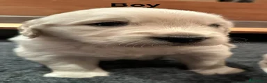 Golden Retriever 1
