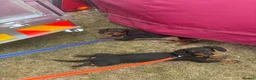 Dachshund dogs for sale: Two Miniature dachshund Brothers  in Brighouse - Advert 3