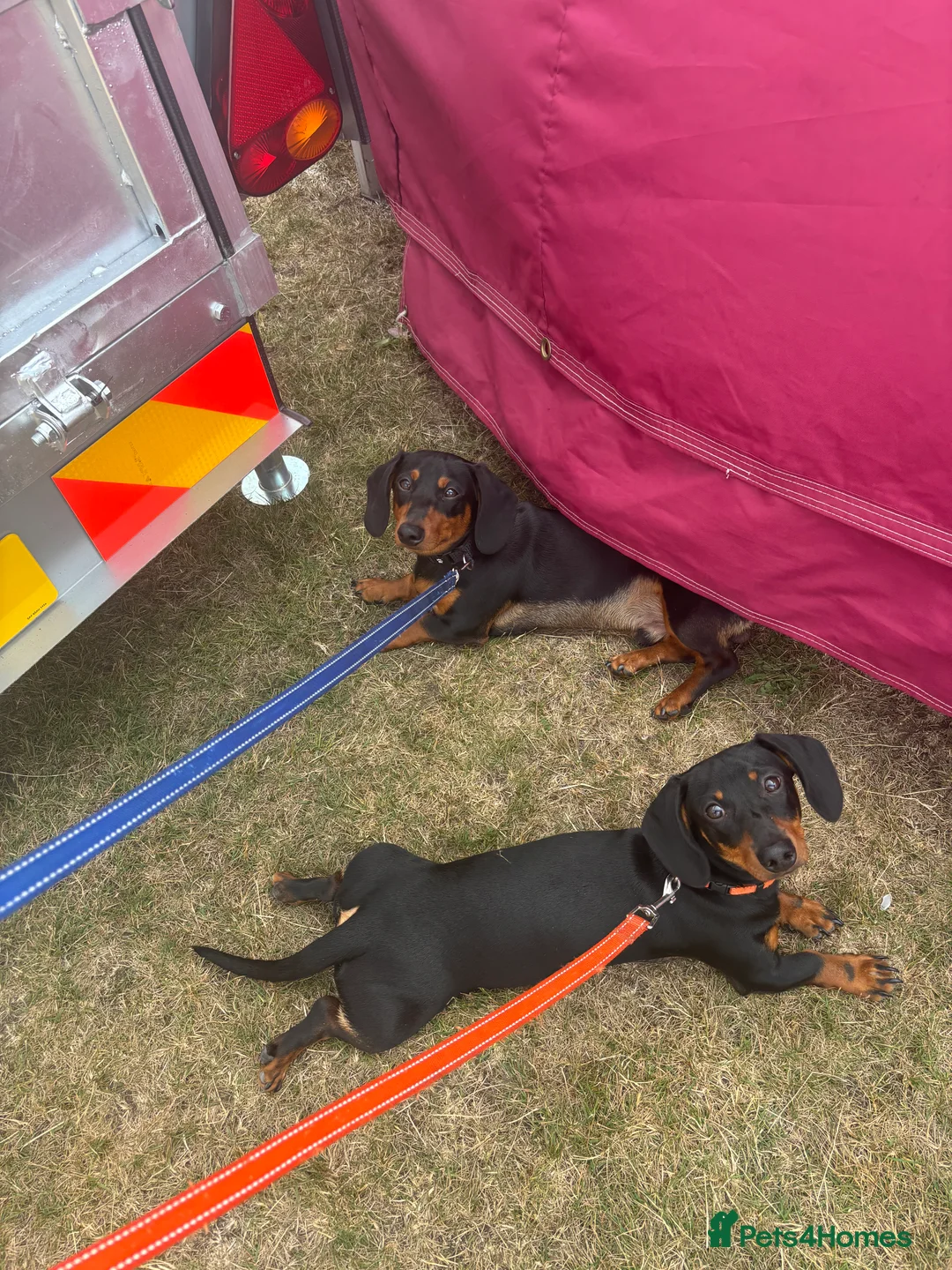 Dachshund dogs for sale: Two Miniature dachshund Brothers  in Brighouse - Advert 3