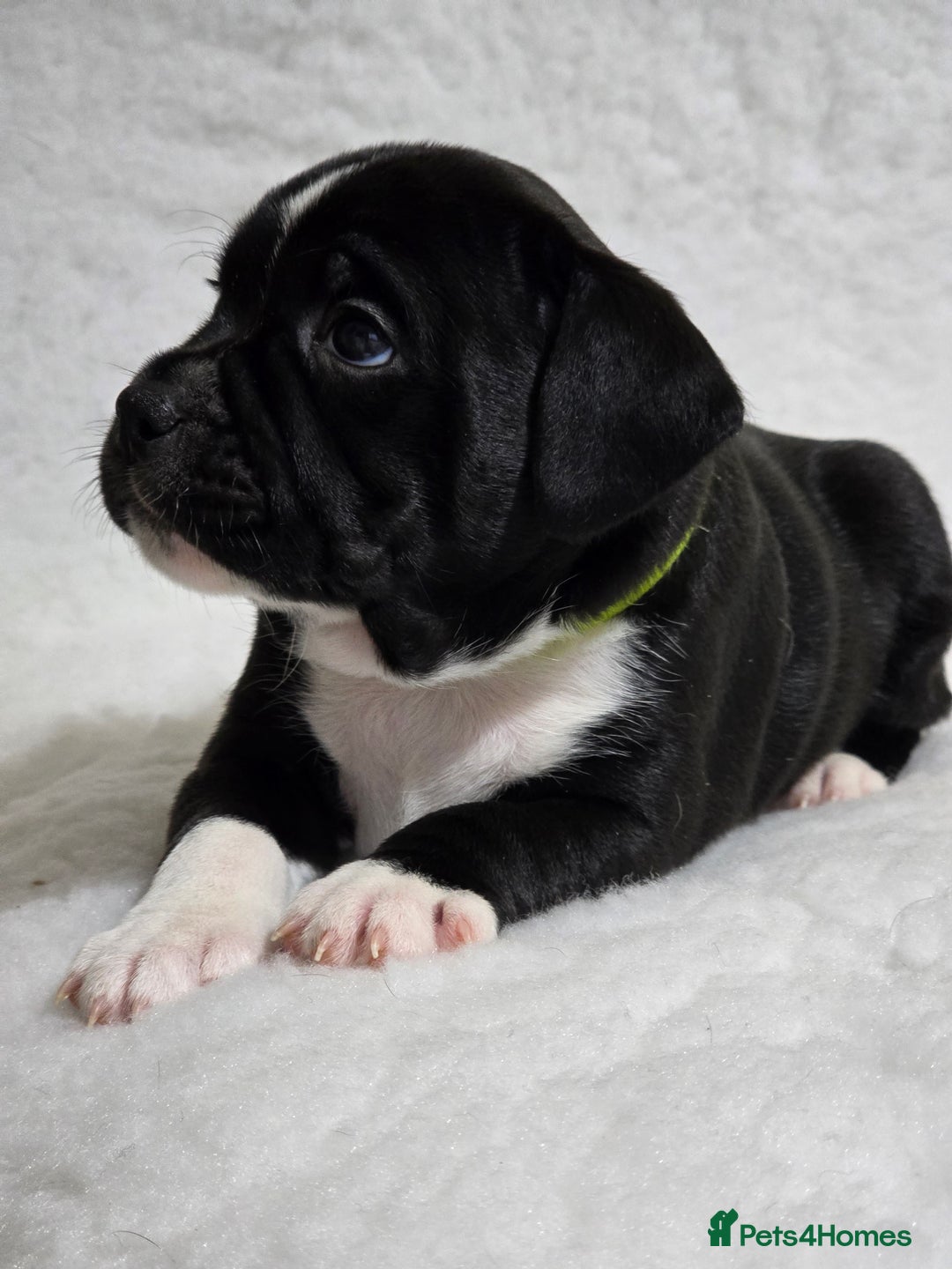 Staffordshire Bull Terrier dogs for sale: ✨️Outstanding SBT puppies✨️ - Advert 24