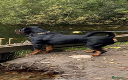 Rottweiler dogs for sale: Pedigree German chunky Rottweiler puppies  - Image 3