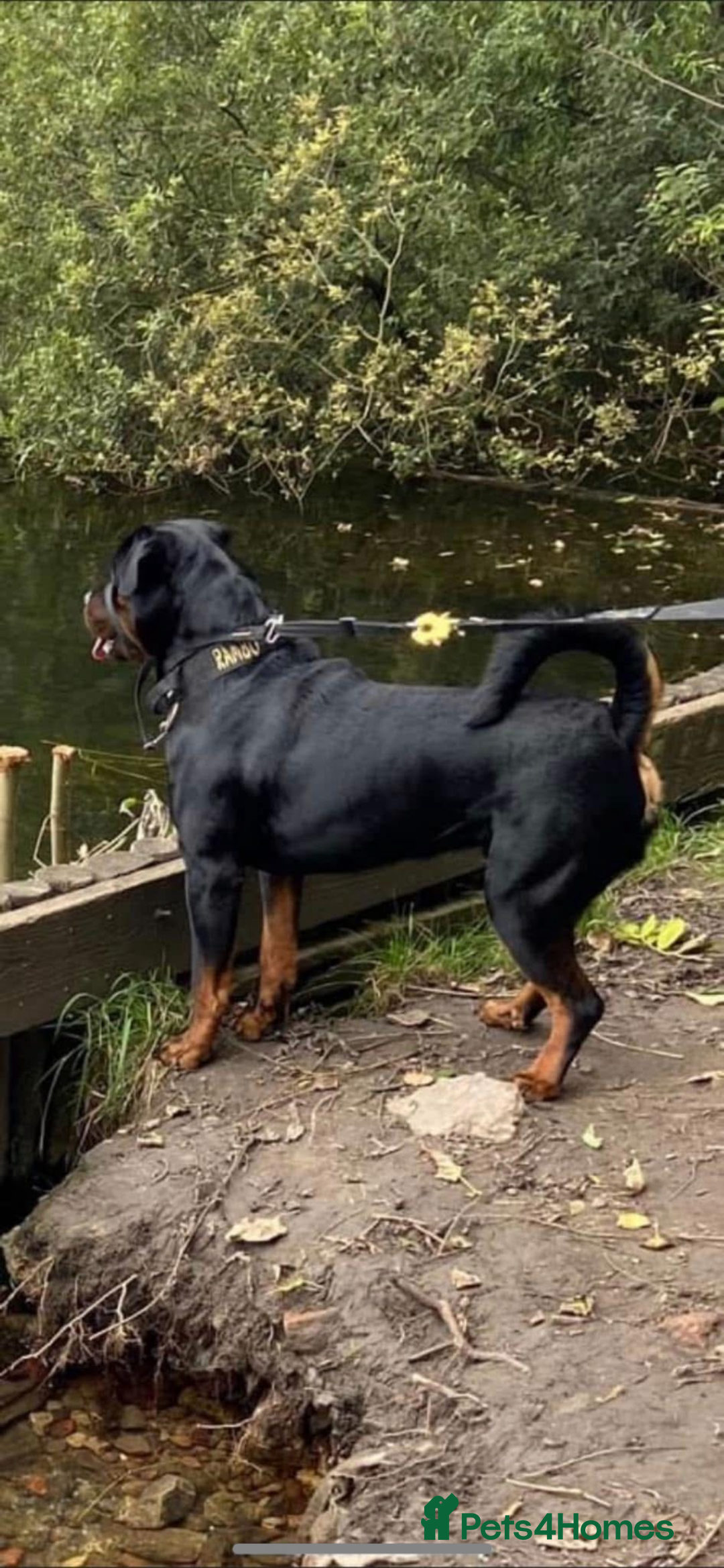 Rottweiler dogs for sale: Pedigree German chunky Rottweiler puppies  - Image 3