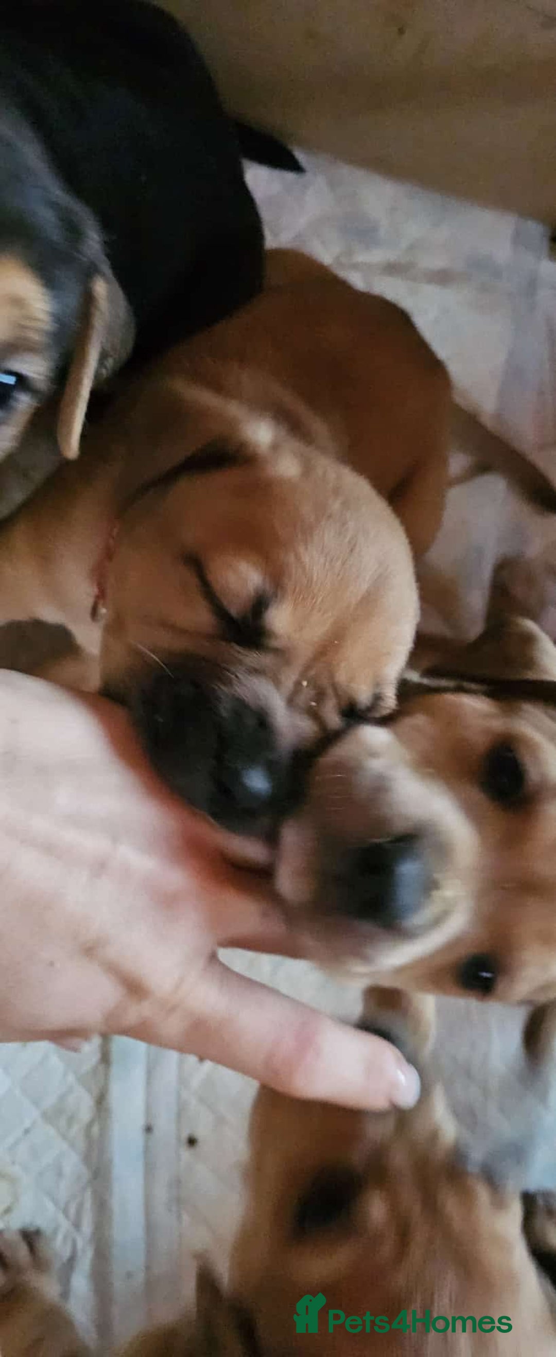 Mixed Breed dogs for sale: Puppies for sale - Advert 9