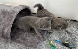 Russian Blue cats for sale: Russian Blue Kittens  - Advert 9