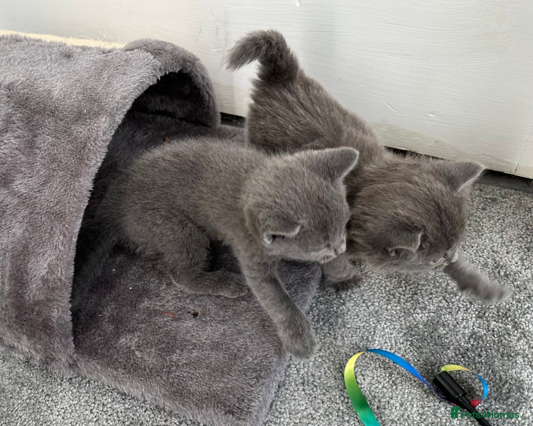 Russian Blue cats for sale: Russian Blue Kittens  - Advert 9
