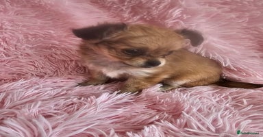 Chihuahua dogs - Advert 1