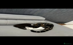 Domestic Shorthair cats for sale: 2 Loving cats – Ready for New Home - Advert 2