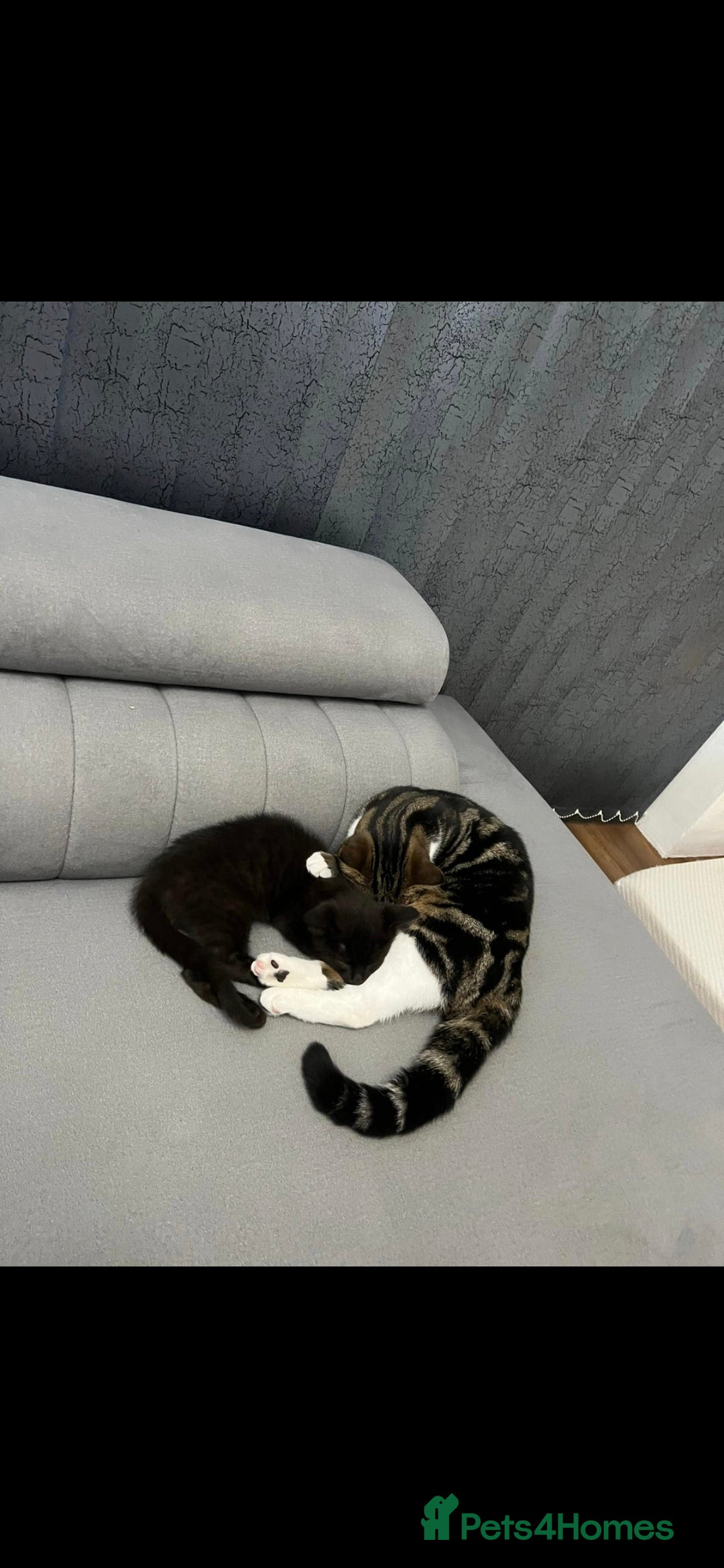 Domestic Shorthair cats for sale: 2 Loving cats – Ready for New Home - Advert 2