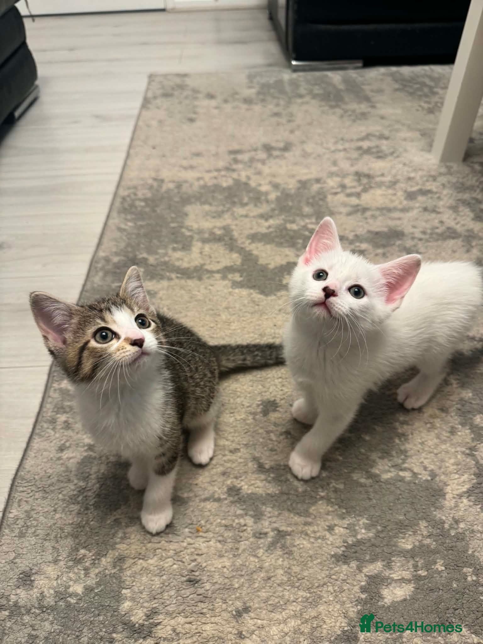 Mixed Breed cats Kittens For Sale - Advert 1