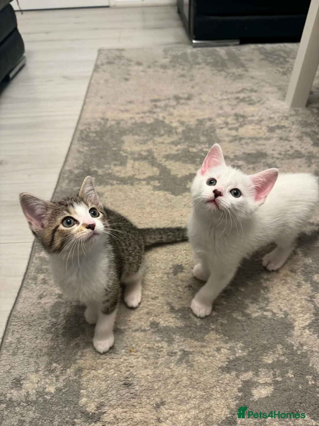 Mixed Breed cats for sale: Kittens For Sale - Advert 1