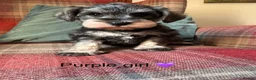 Miniature Schnauzer dogs for sale: KC registered, health tested puppies available  - Advert 3