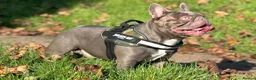 French Bulldog dogs for stud: Absolutely stunning, true to type French bulldog - Advert 2
