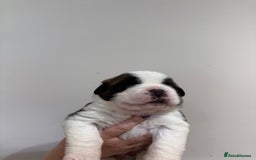 Saint Bernard dogs for sale: One male st bernard puppy - Image 5
