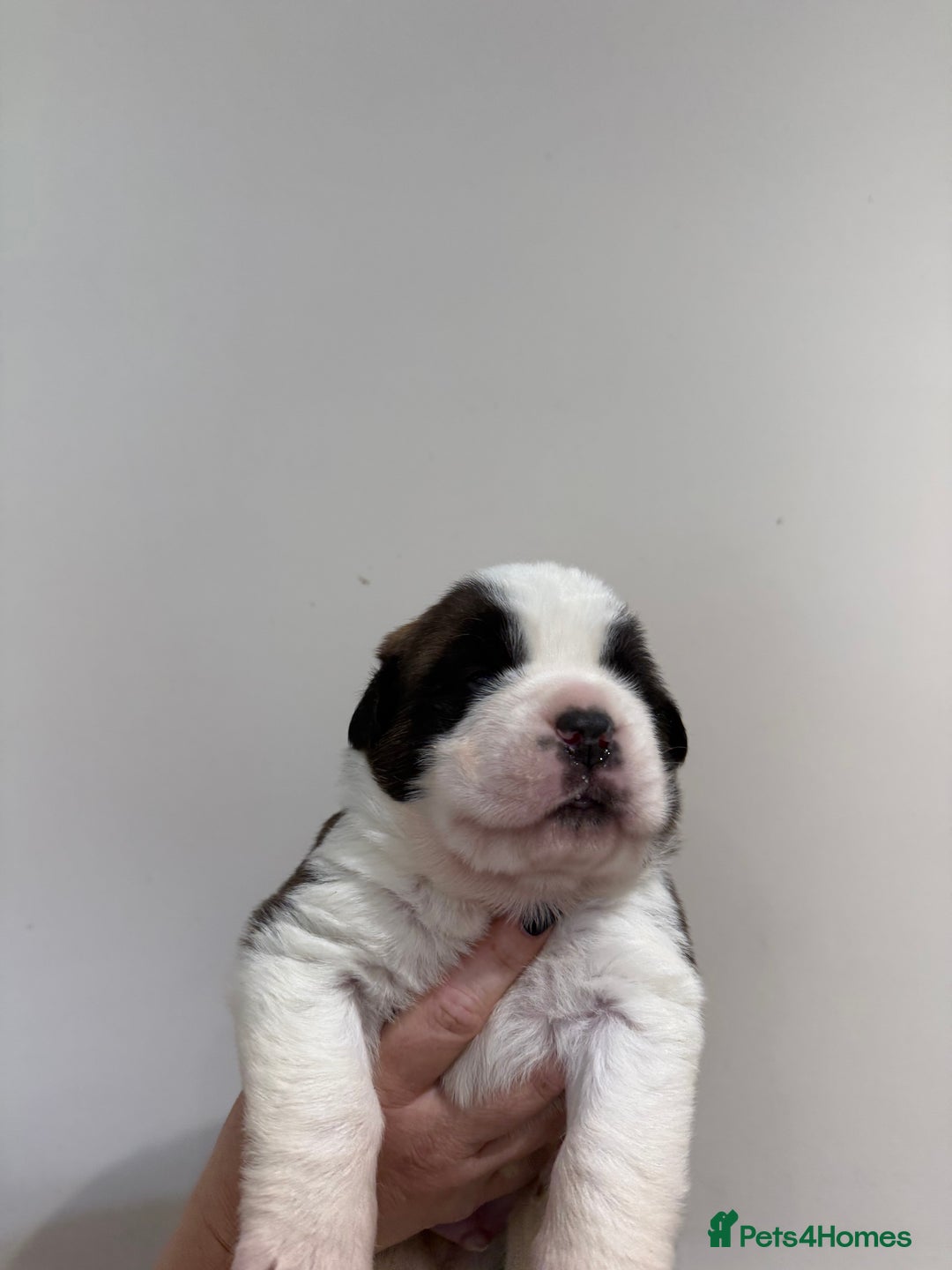 Saint Bernard dogs for sale: One male st bernard puppy - Image 5