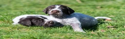 German Wirehaired Pointer dogs for sale: HEALTH CHECKED + 1ST VACC GIVEN. KC REG GWP PUPS - Advert 19