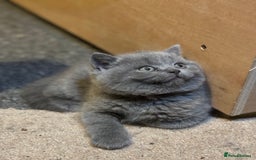 British Shorthair cats for sale: British shorthair blue and lilac  - Image 23